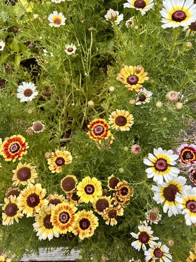 painted daisy — decker rd. seeds | Start Your Garden Today – Shop